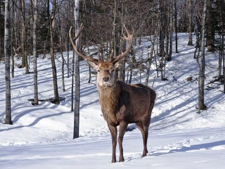 Cervo sulla neve